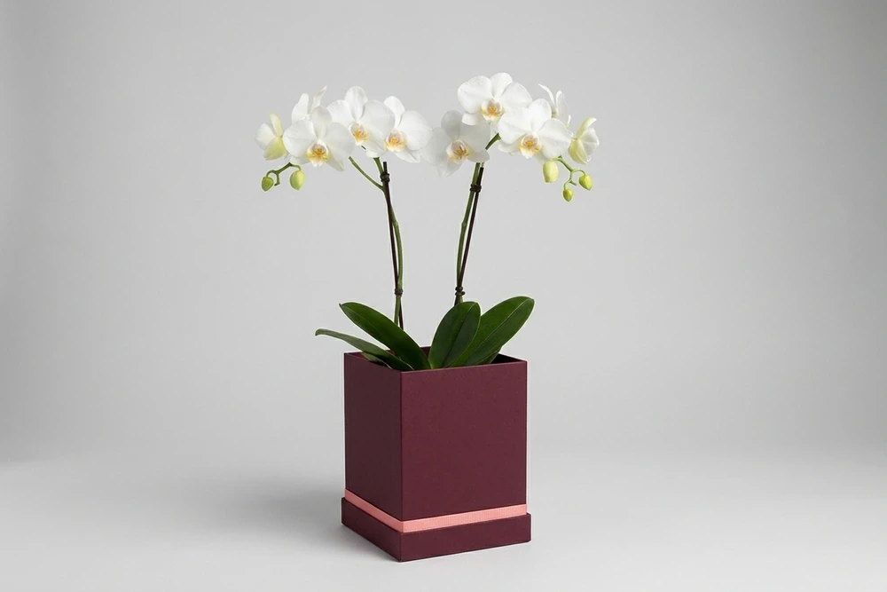 Mini Orquídeas Brancas em Caixa Elegante